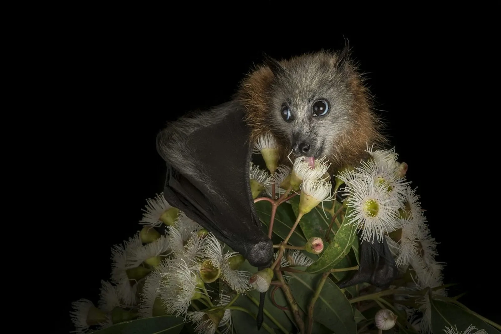 Flying-foxes are starving. Why are we still responding one crisis at a time?