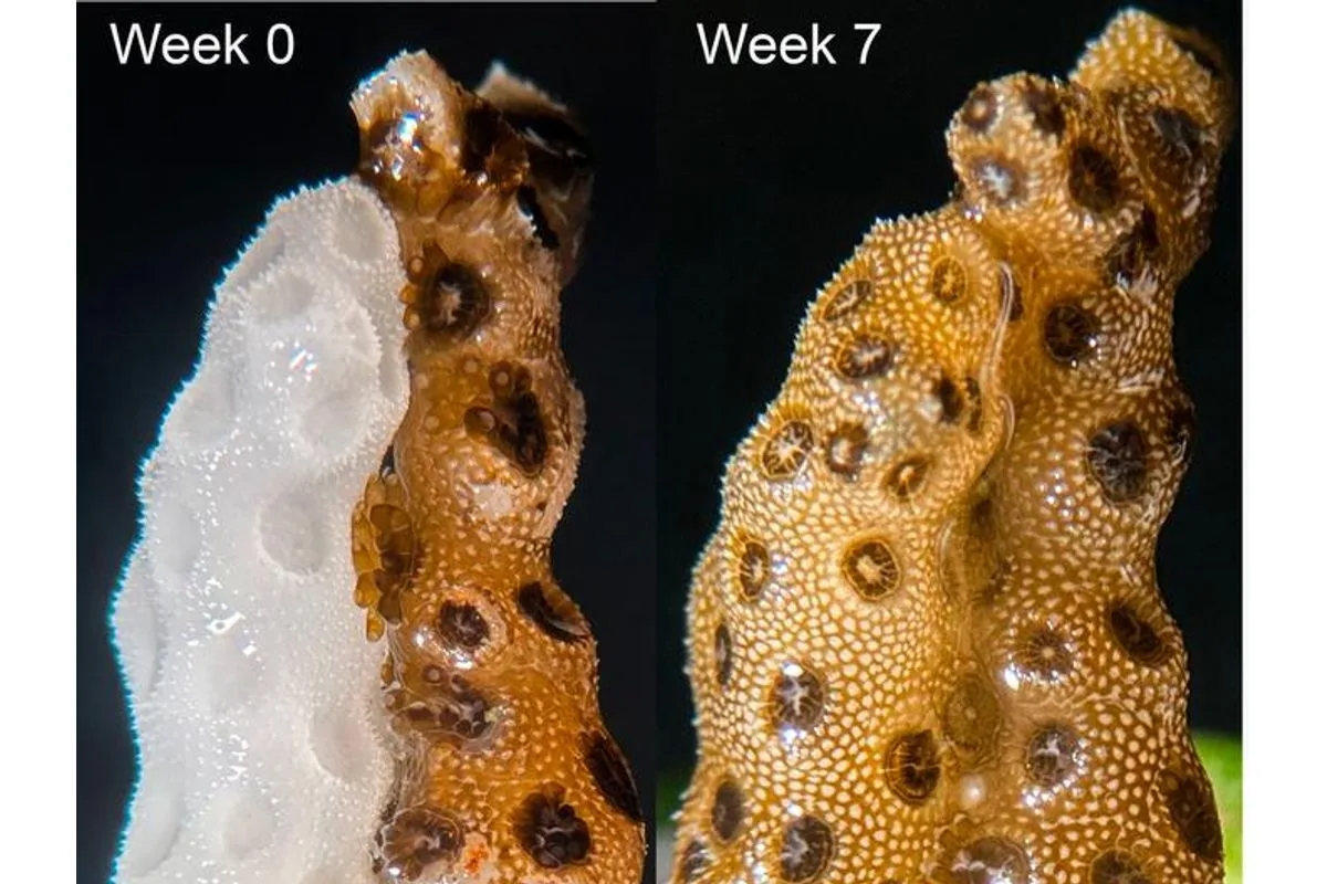 A Touch From Healthy Coral Clones Could Help Revive Bleached Corals in a Matter of Weeks