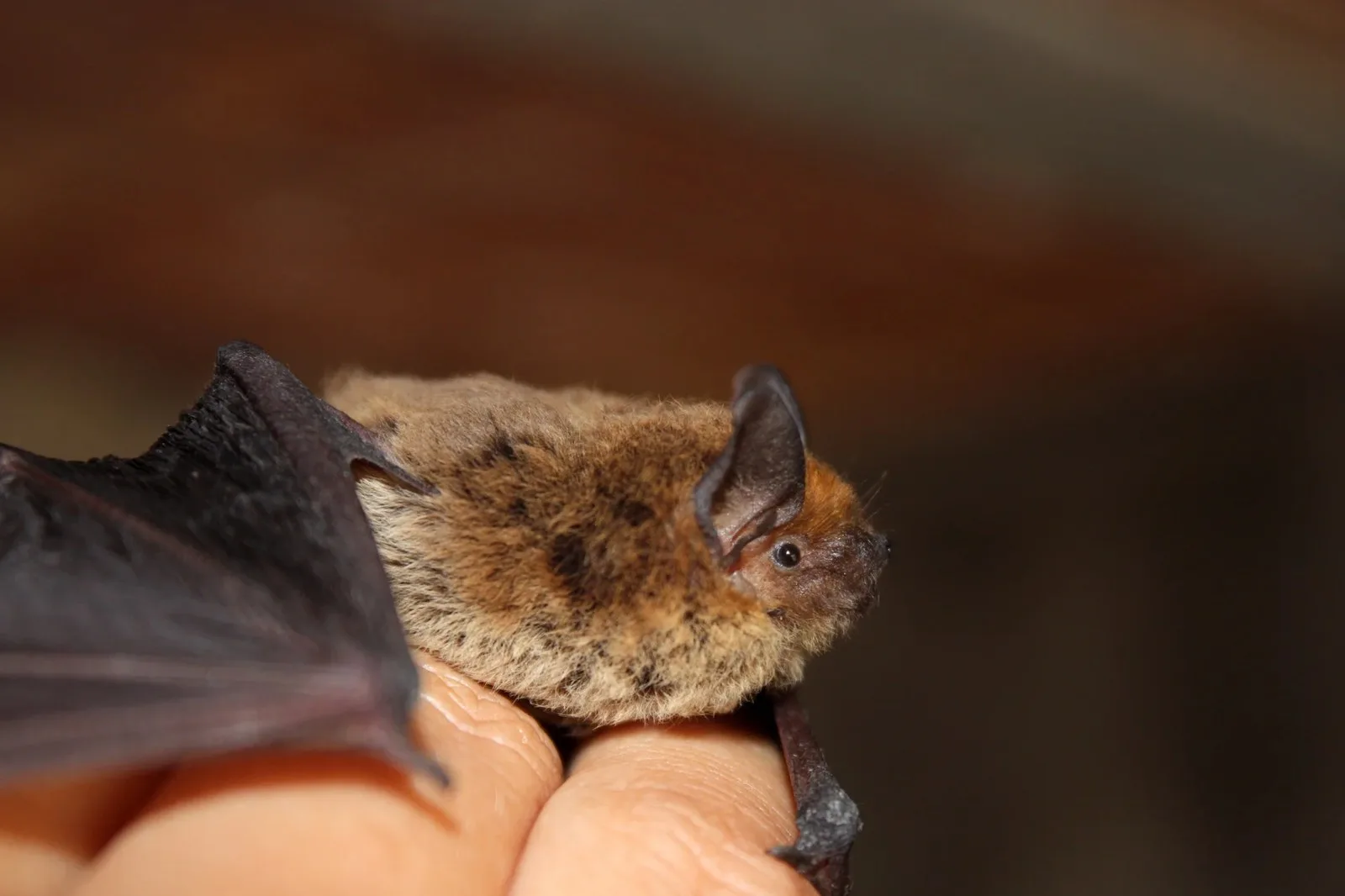 small bat on person's hand