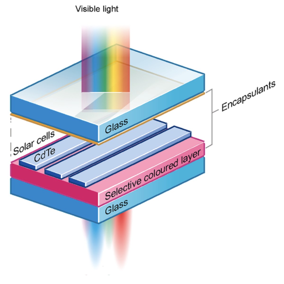 Rose-Tinted Solar Panels Can Co-Exist Over Crops, Study Shows