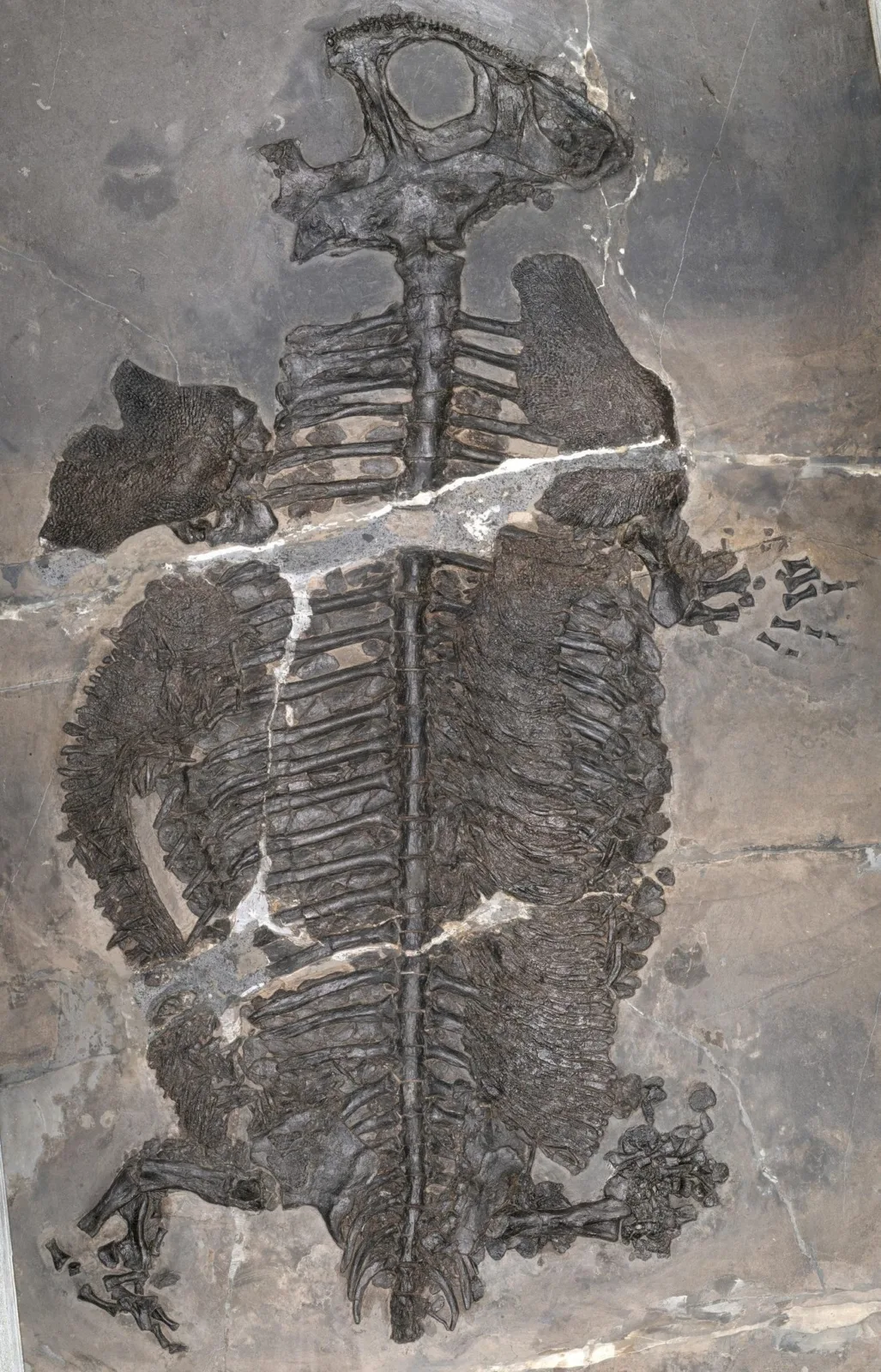 An Armored Amphibian That Lived Its Whole Life at Sea? It's a First