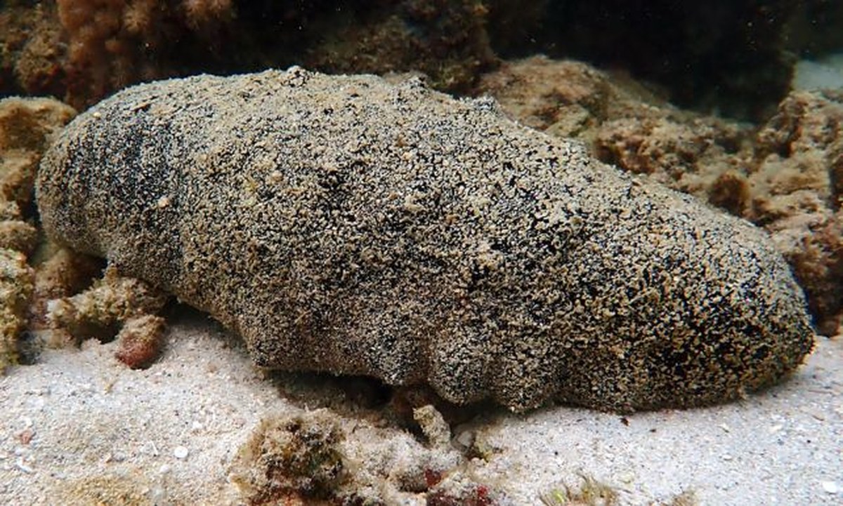 An Unassuming Sea Cucumber Has an Astonishing 120-Year Lifespan