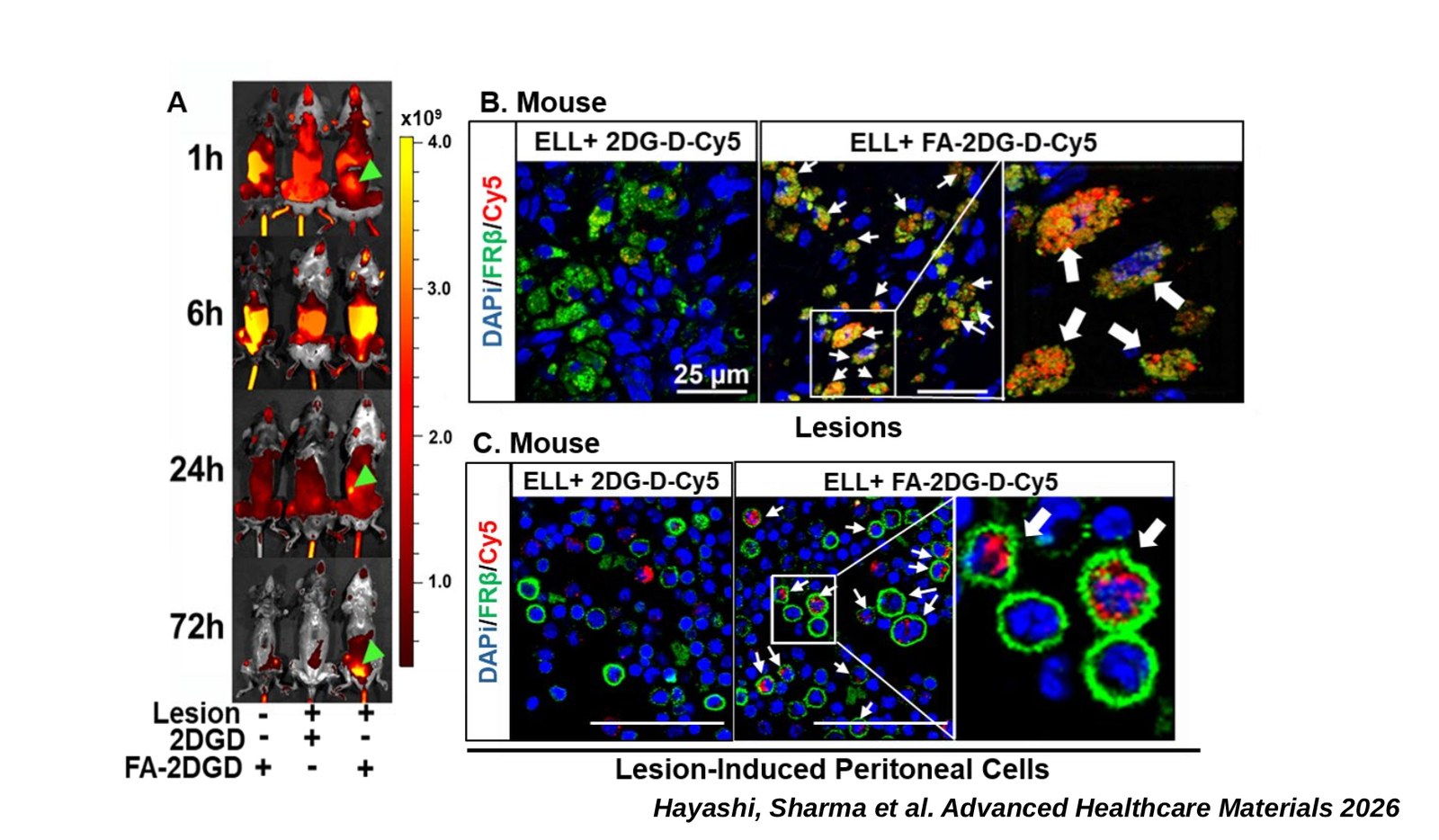 Fluorescence images showing dendrimer distribution in mice and uptake by FRβ-positive macrophages in lesions and abdominal cavity cells.