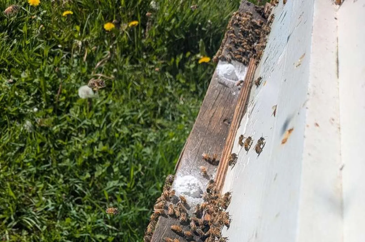 The Nano-B-Feed is placed outside the entrance of a treated colony, which makes it less invasive for the bees and safer for beekeepers. Credit: Lisa DeVetter Study addresses honey bee declines after blueberry pollination with new feed supplement