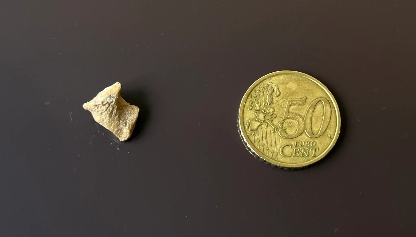 a small bone fragment next to a small coin