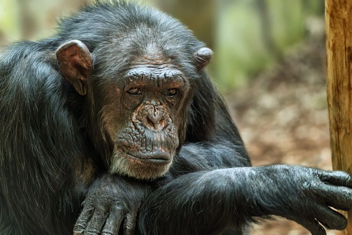 An Ancient Pandemic Left a Gene Silent in Chimpanzees, Which May Offer Clues as to Why Their Brains Differ From Ours