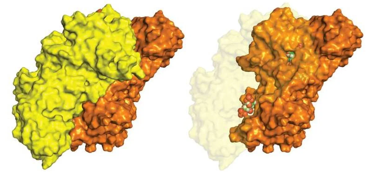 Predicted three-dimensional structure of the CbbM Rubisco enzyme, showing the dimeric protein complex and the active-site ligand. Credit: Science Advances (2026). DOI: 10.1126/sciadv.aee9222 With climate-resilient crops in mind, study tackles flaw in photosynthesis