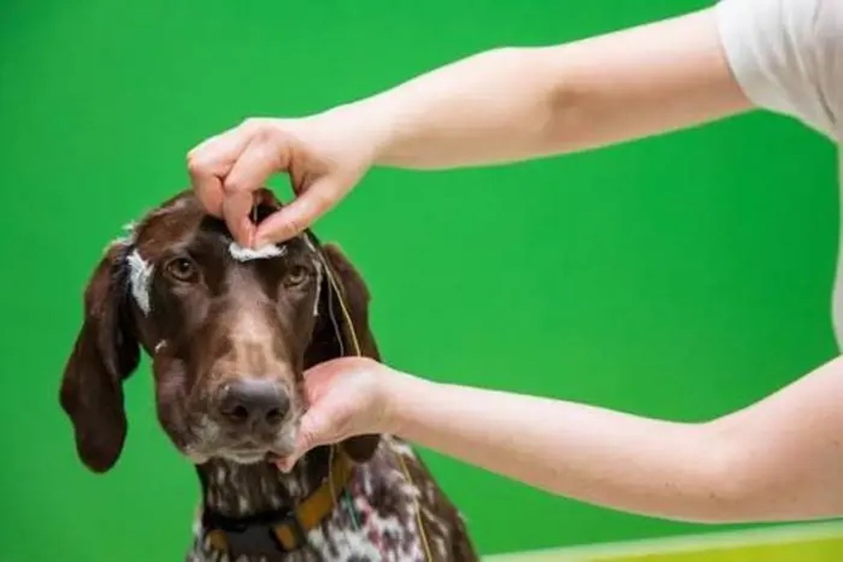 a dog with brown and white fur gets an EEG. the electrode sits on top of the fur between its eyes