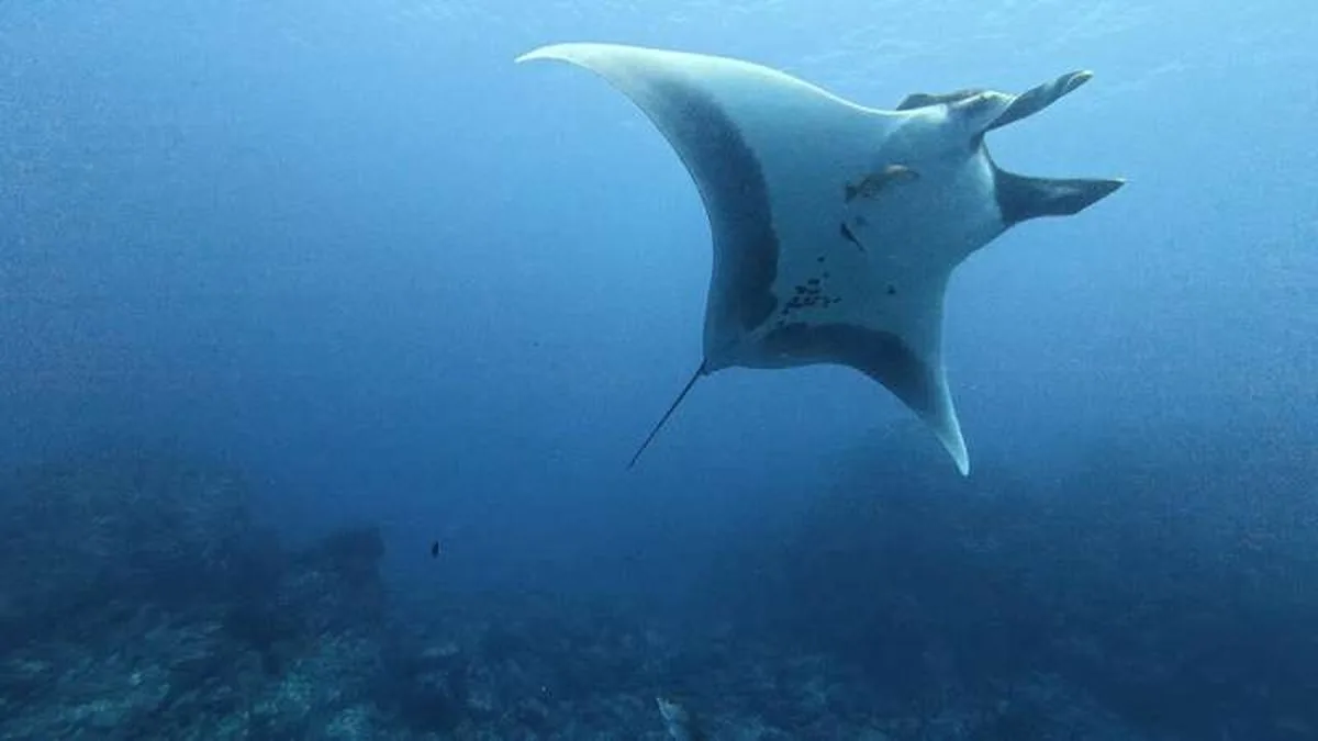 Baby manta rays hunker down close to coasts before facing the open ocean's dangers