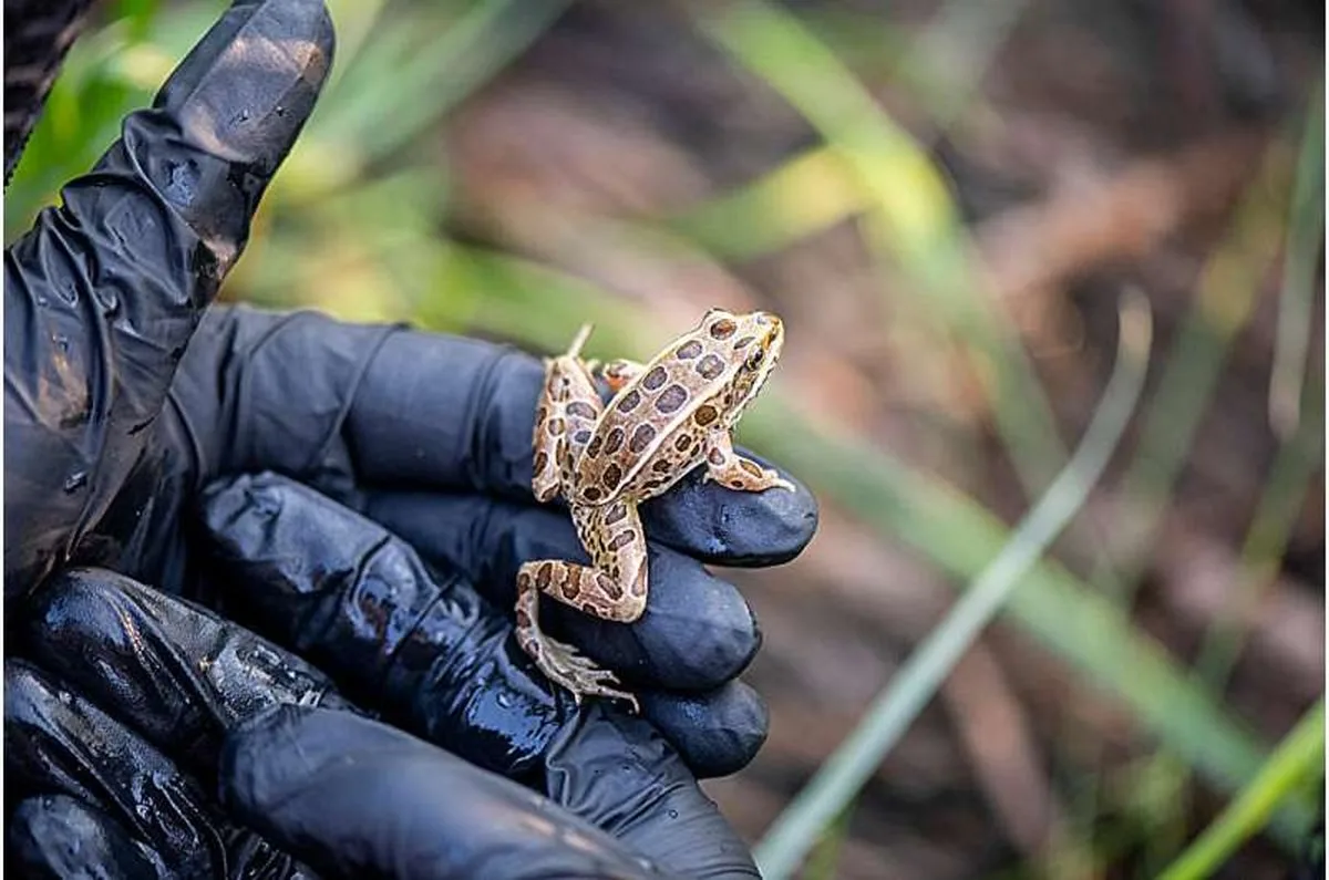 A northern leopard frog during a conservation release. Credit: Northwest Trek Wildlife Park-Parks Tacoma Moving amphibians and reptiles for construction rarely delivers long-term conservation success, UBC-led global review finds