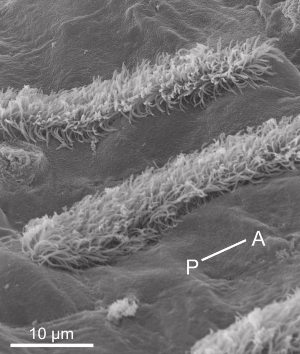 Scientists Find Squid Are Covered in Hair-Like Cells Remarkably Similar to The Ones in Human Ears