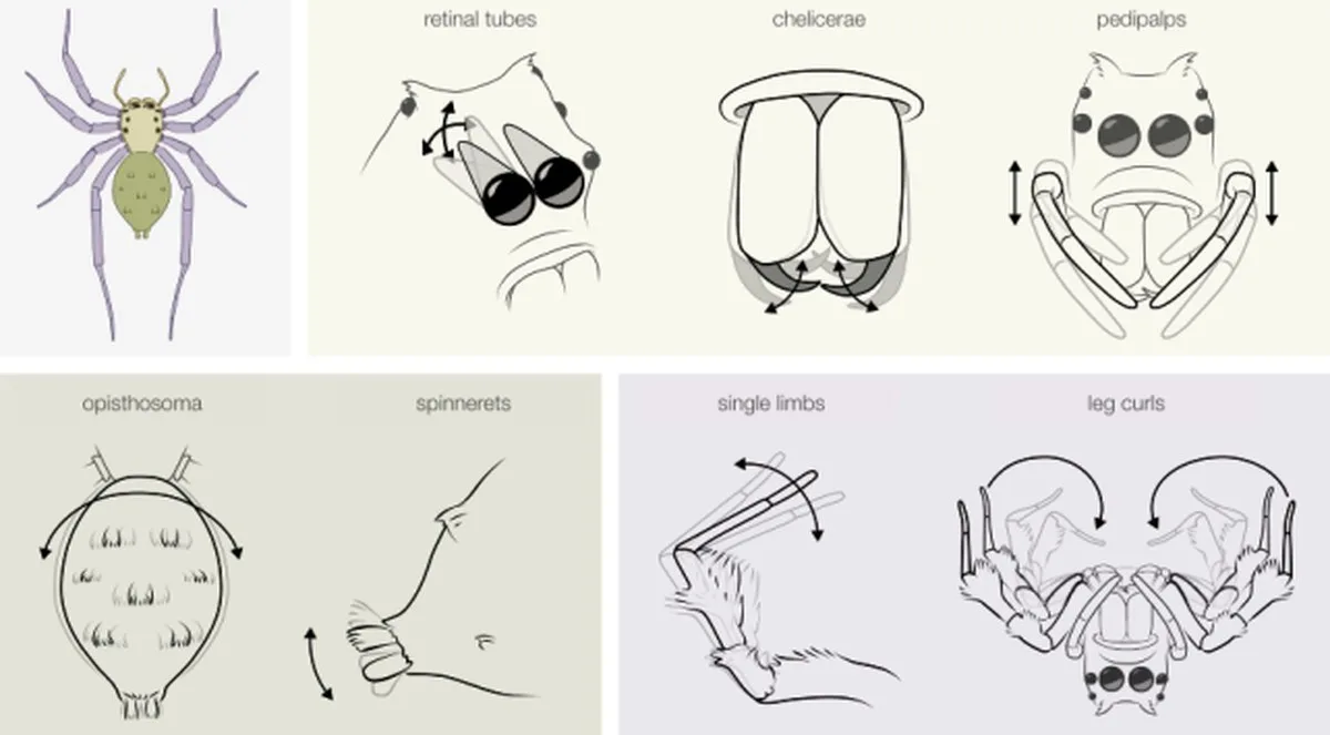 Spiders Can Rack Up REM-Like Sleep Debt, Just Like Humans
