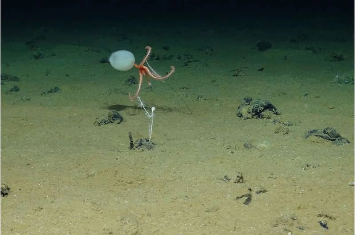 Study highlights new opportunities for marine protection in the deep Pacific mining zone