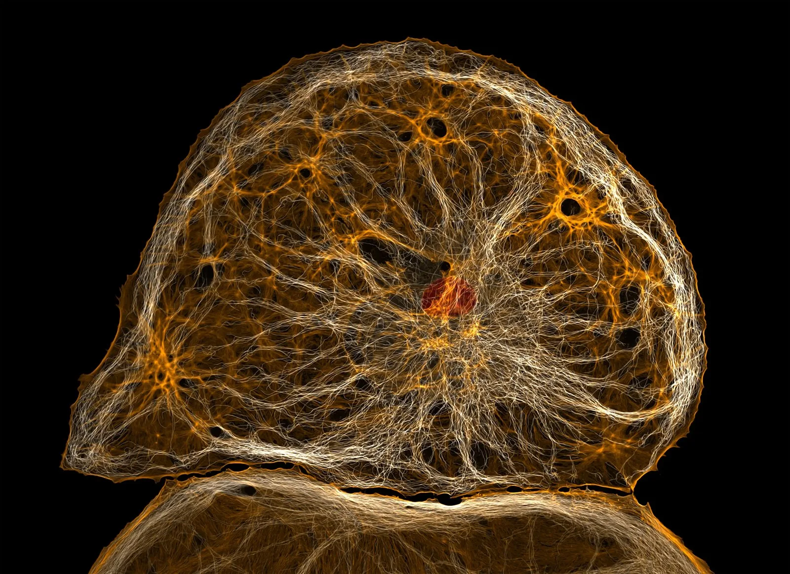 See Inside Cells Like Never Before in These Vivid Microscopic Images