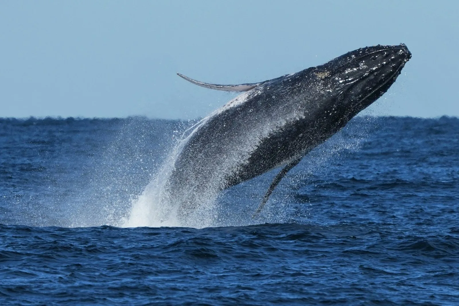 Unlike anything I’ve seen: why this whale season has marine scientists puzzled