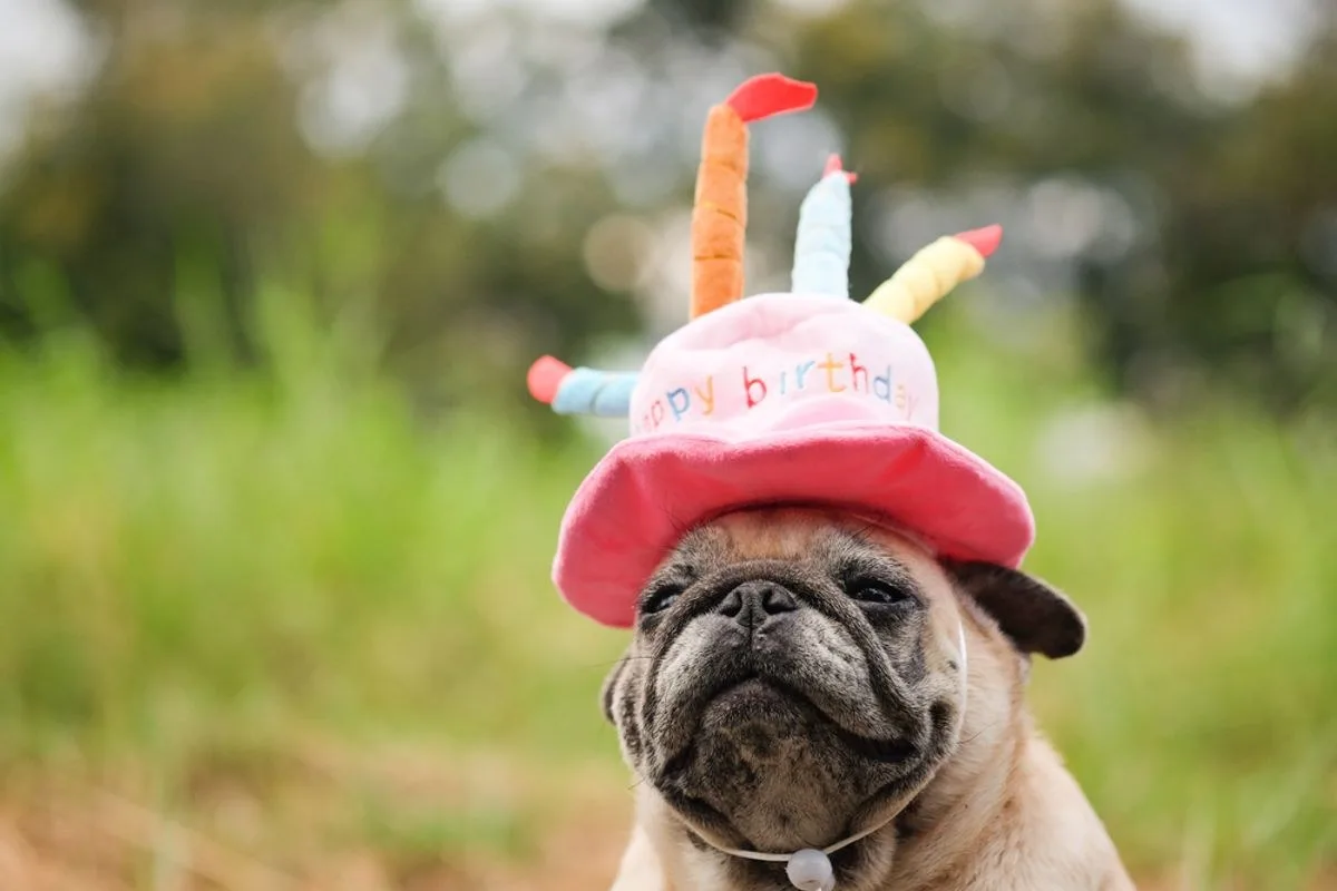 The “Multiply by 7” Rule for Dog Years Isn't Accurate, but There Are Other Ways to Estimate Your Dog's Age