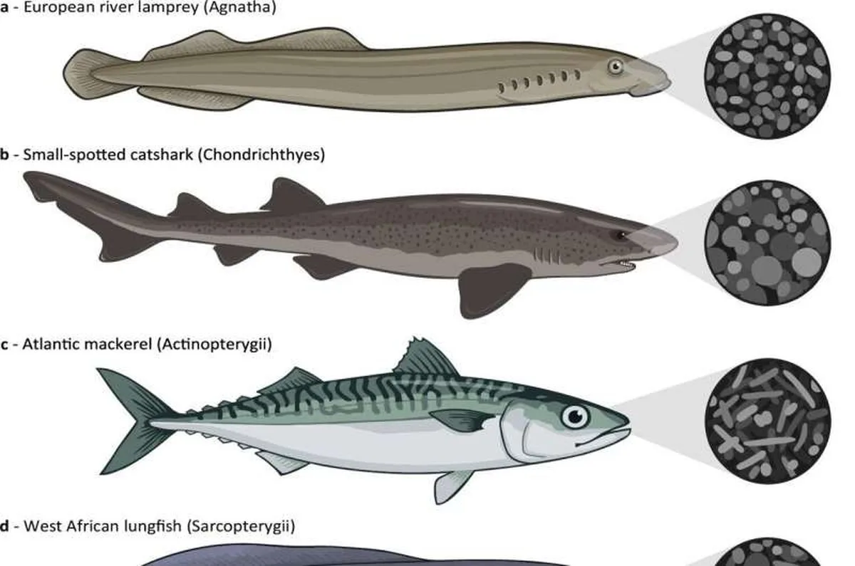 Paleontologists reveal the hidden role of eye pigments in vertebrate evolution