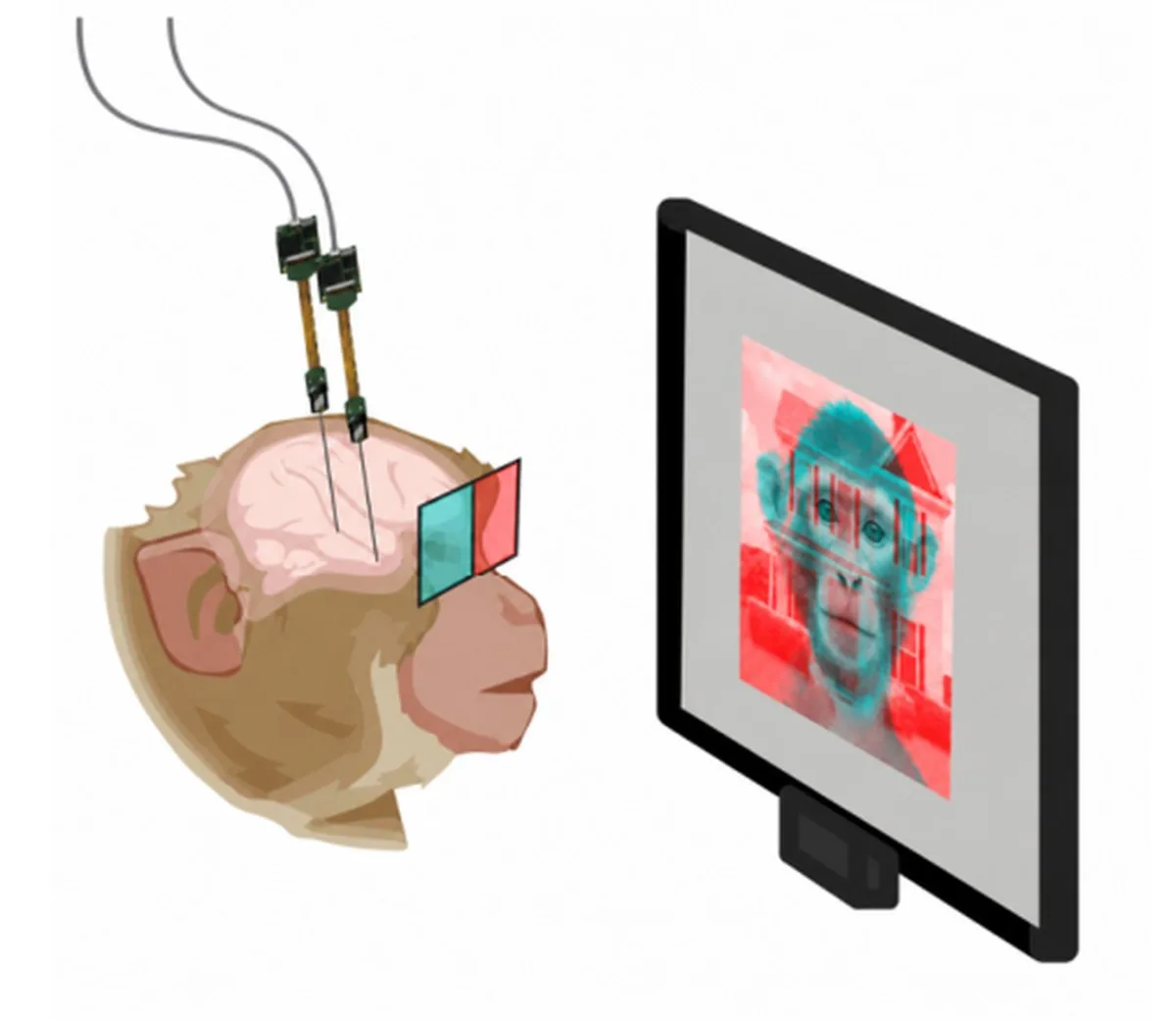 Your Brain May Be Switching Between Two Realities 15 Times a Second