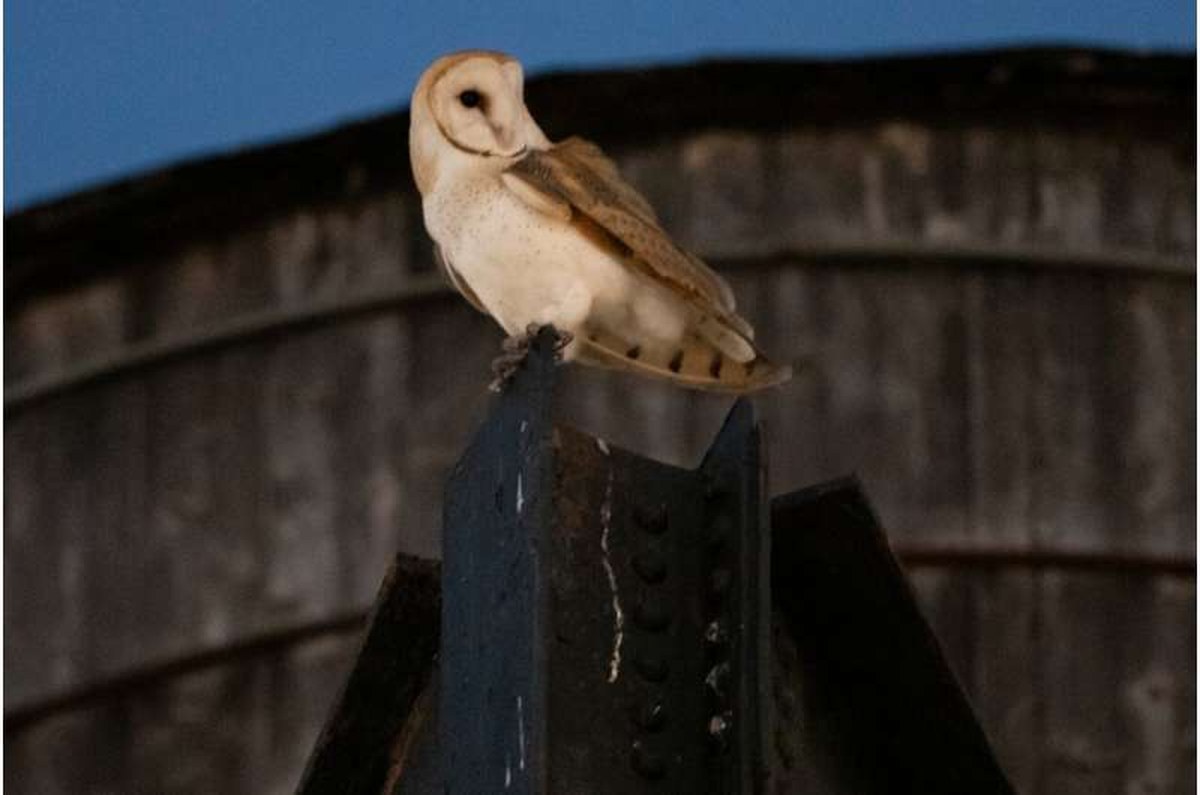 An American barn owl sits perched on a water tower in the Upper West Side neighborhood, Wednesday, Oct. 14, 2026, in New York. Credit: AP Photo/Yuki Iwamura New York City Owls