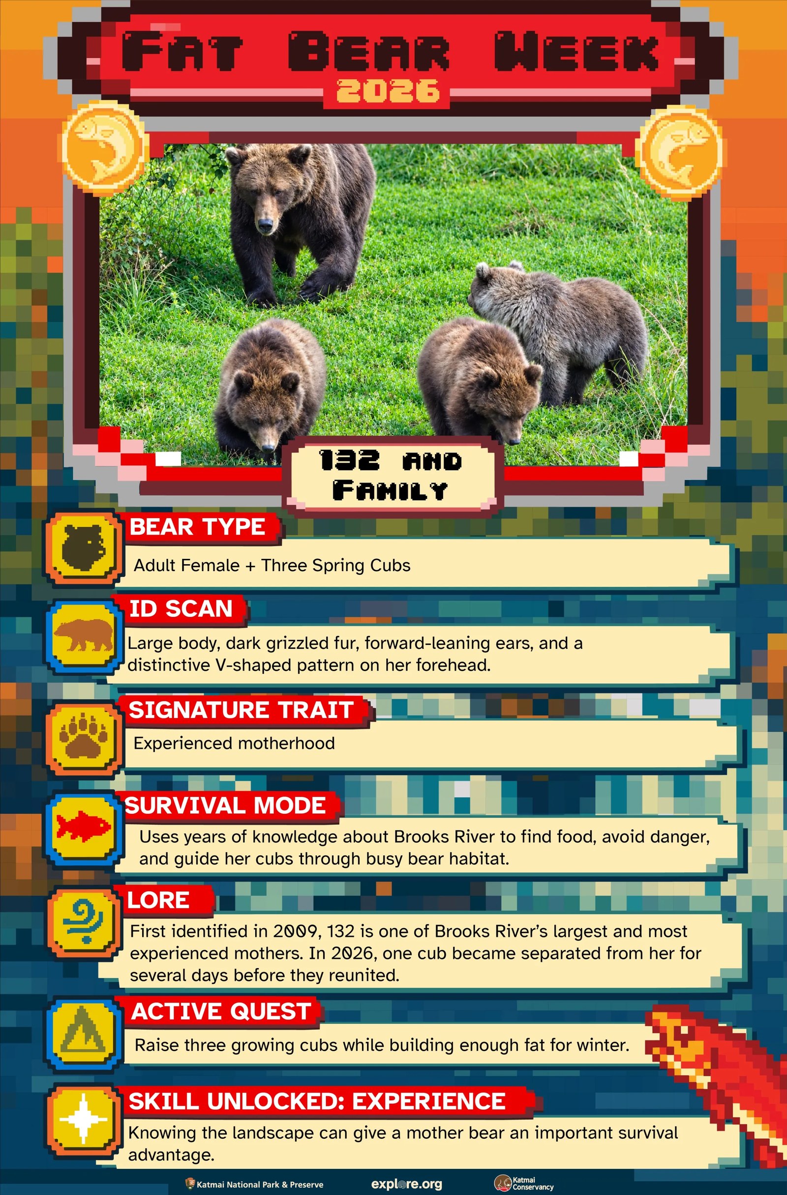 Fat Bear Week'in İlk Günü: Sekiz Dişi Ayının Rekabetine Başlıyor