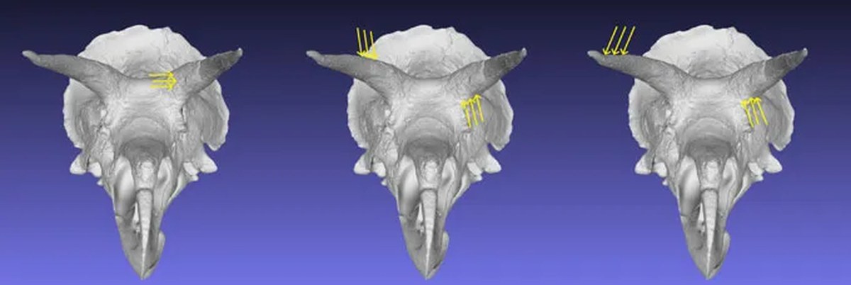Araştırmacılar ceratopsianların kafataslarındaki gerilmeleri farklı dövüş davranışları altında simüle etti. Örneğin, Triceratops kafatasında ekip, tek bir boynuz saplamasından (sol), boynuzların sapın çeyrek yukarısında kilitlenmesinden (orta) ve boynuzların açılı biçimde kilitlemesinden (sağ) gelen güçleri simüle etti. E.A. Ames, A.J. Rowe ve D.J. Button/PeerJ, 2026, 3-D Model Smithsonian Institution'a ait (Telif hakkı: Smithsonian Institution)