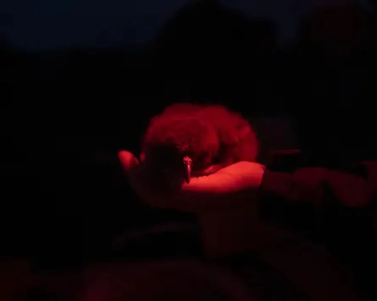 A newborn chick, bathed in red light, in the palm of someone’s hand