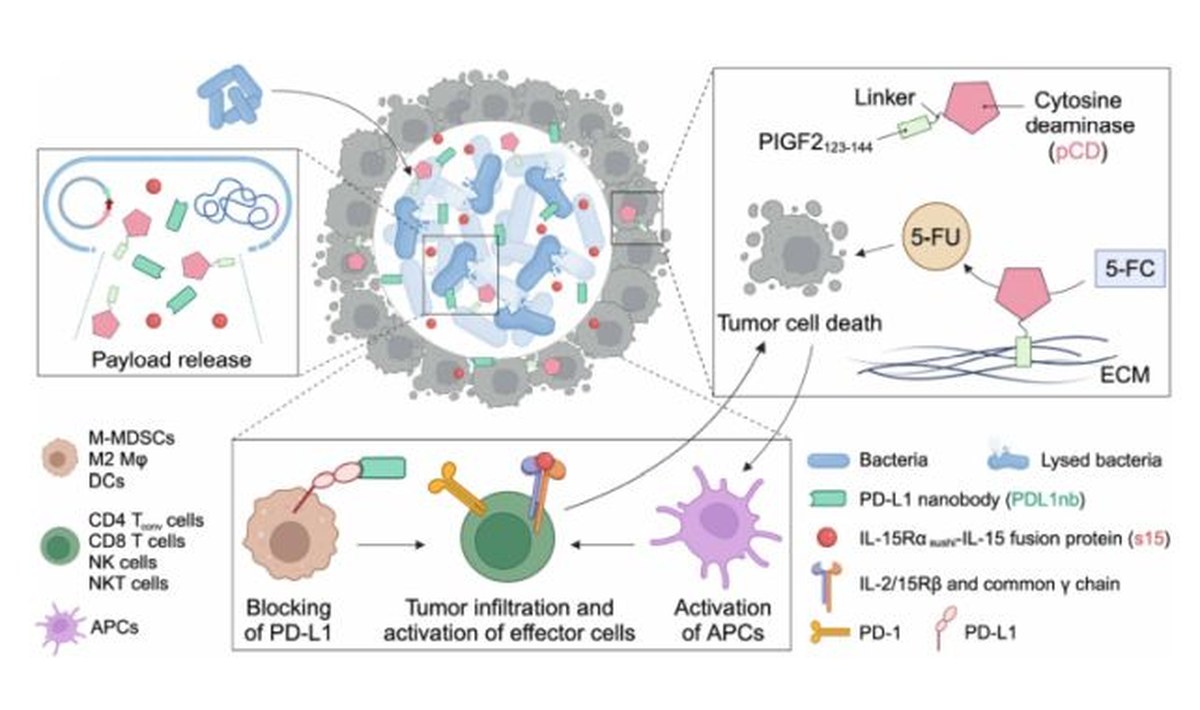 Engineered Probiotic Completely Eradicates 43 Percent of Colorectal Tumors