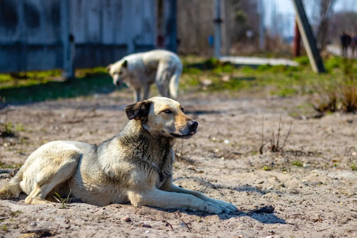 The Dogs of Chornobyl Are Genetically Unique — But It Likely Isn’t Related to Mutations