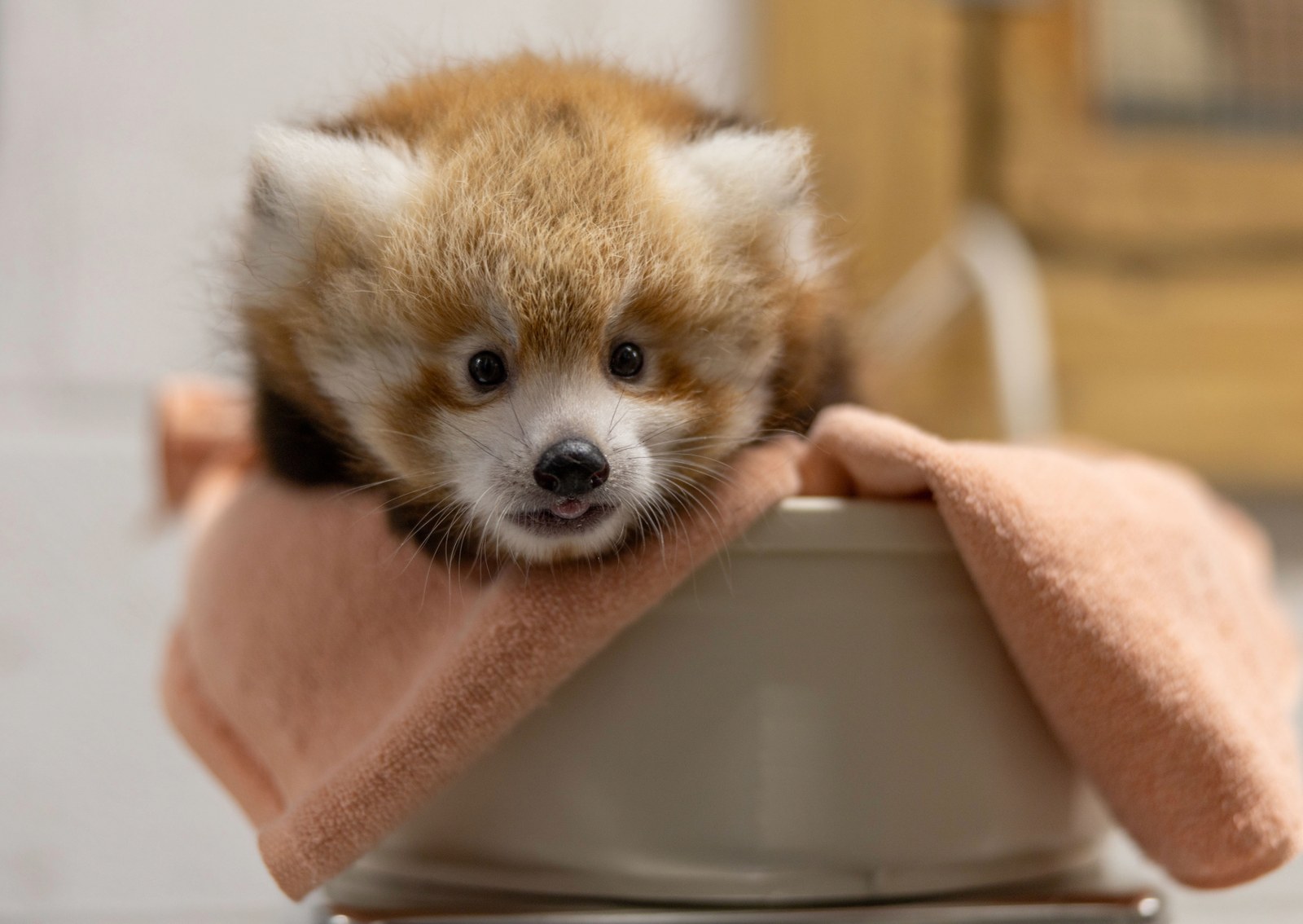 a red panda cub sits in a white bowl with a pink towel