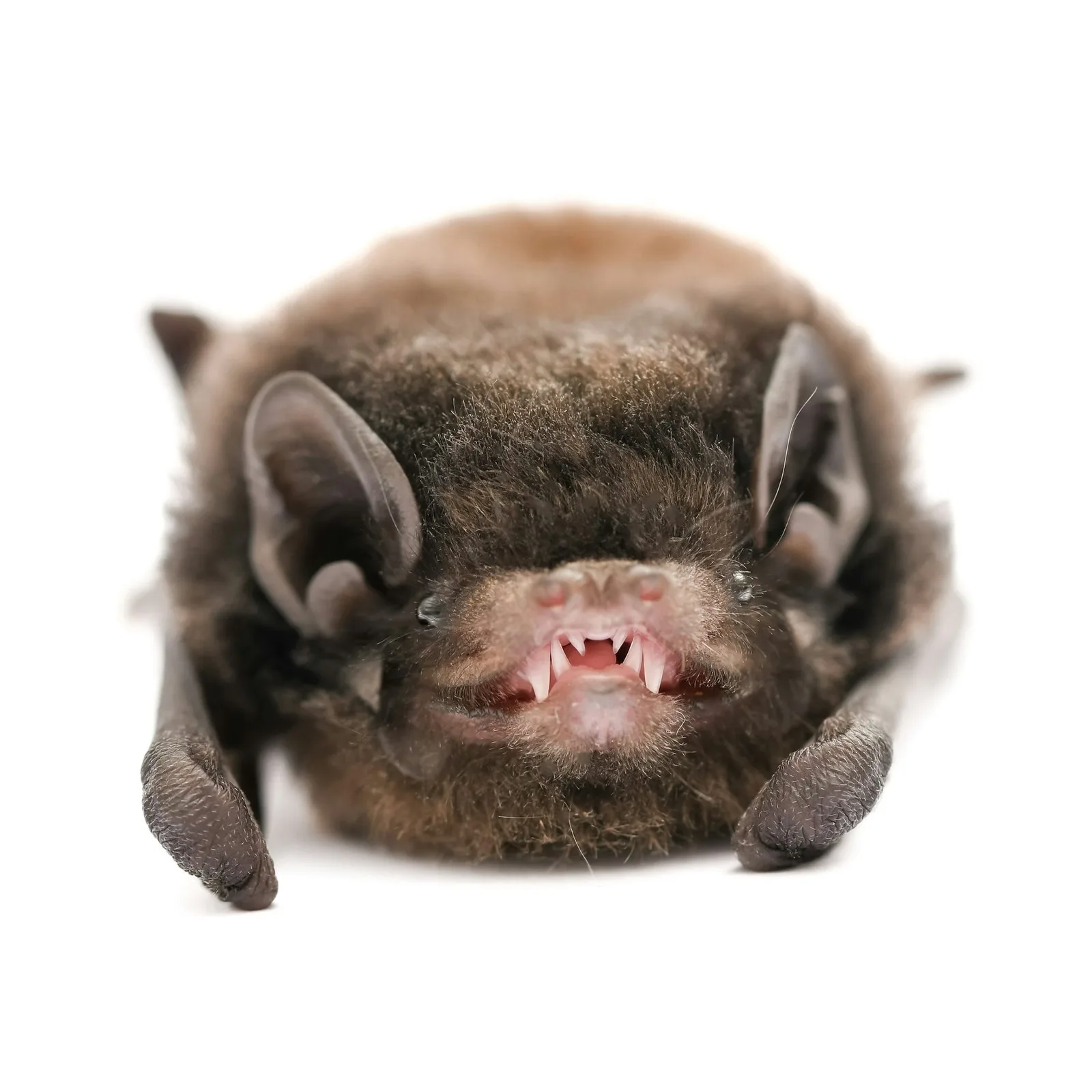 Looking for bats after dark can help science – and change how we see them