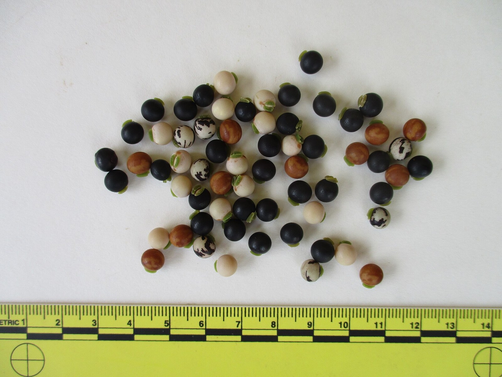 Scientists Identify The 'Doomsday' Seeds That Could Last The Longest