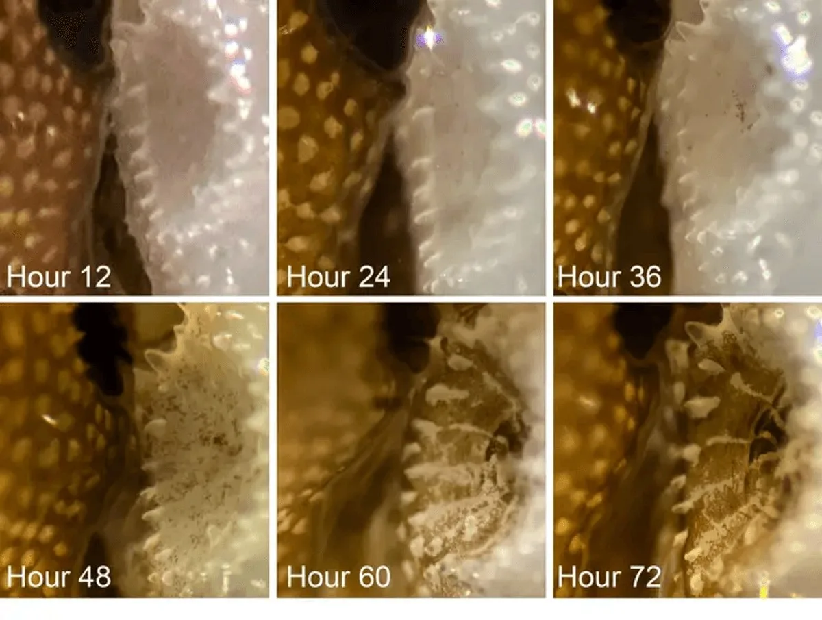 A Touch From Healthy Coral Clones Could Help Revive Bleached Corals in a Matter of Weeks
