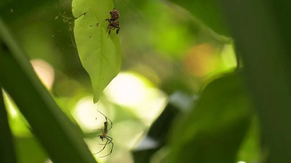How deeply do spiders sleep?