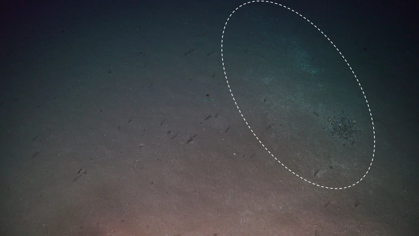 Scientists Investigated a Weird Patch on The Seafloor. They Unearthed a Watery Grave