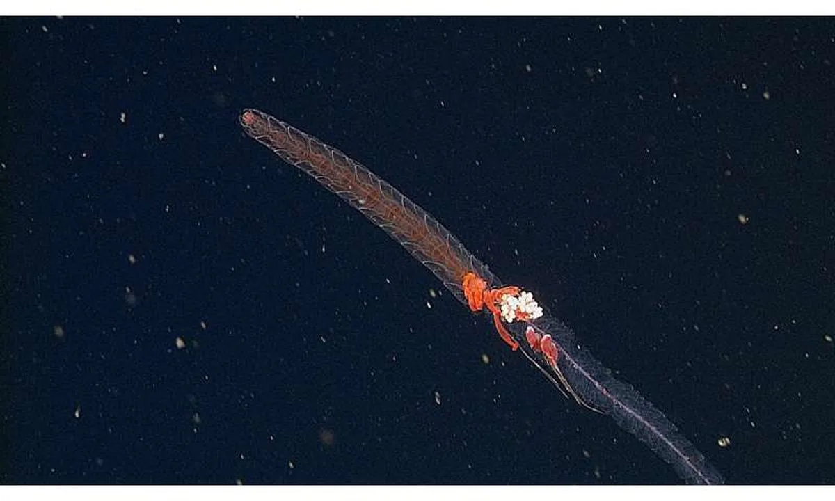 Deep-sea siphonophore (Bargmannia pyrosa)