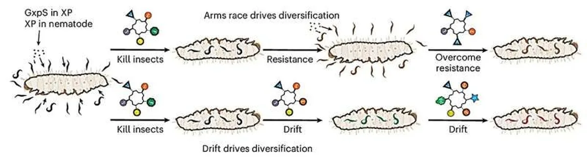 Hypothetical causes of GXP diversification. Credit: Nature Ecology & Evolution (2026). DOI: 10.1038/s41559-026-03214-y Selection, chance and biased gene swapping drive evolution of bacterial toxins