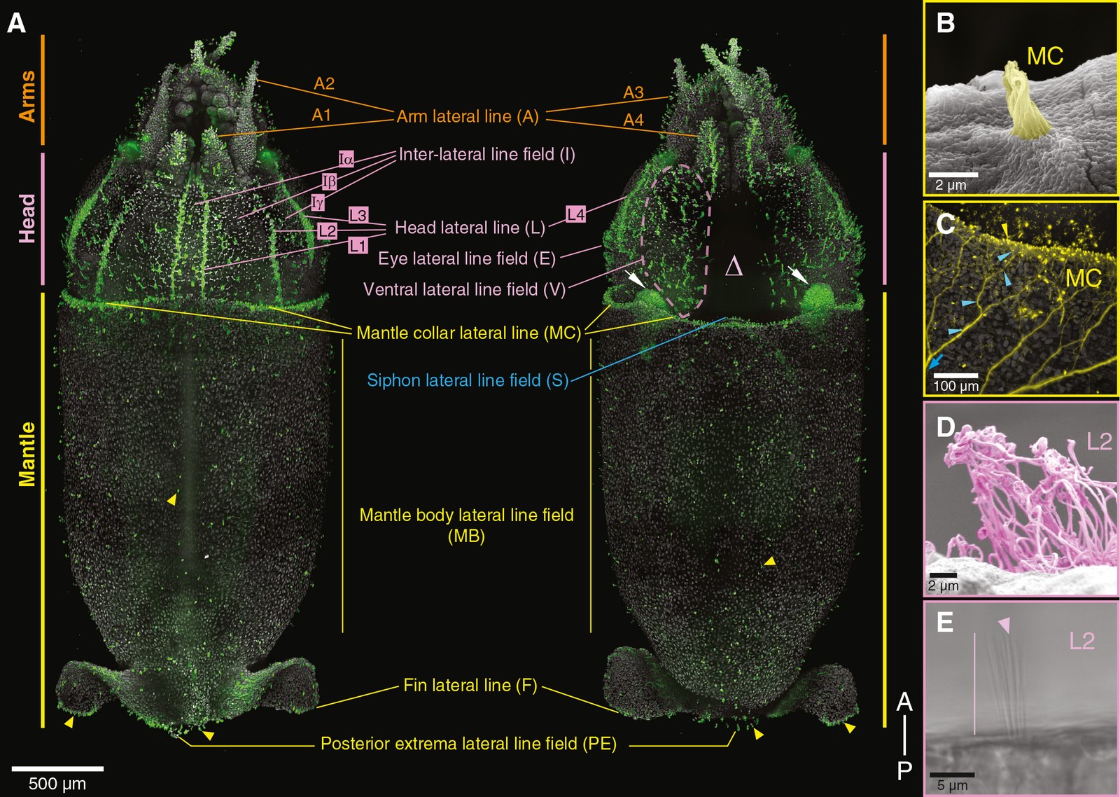 Scientists Find Squid Are Covered in Hair-Like Cells Remarkably Similar to The Ones in Human Ears