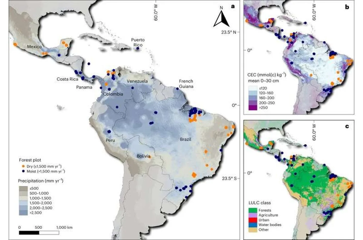 Natural forest regeneration helps curb spread of invasive species