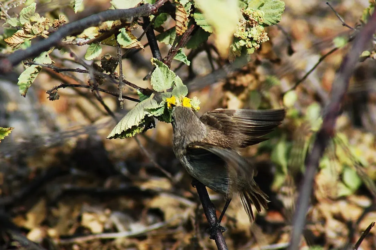 Real-life vampire birds hunt and drink blood in remote Ecuador