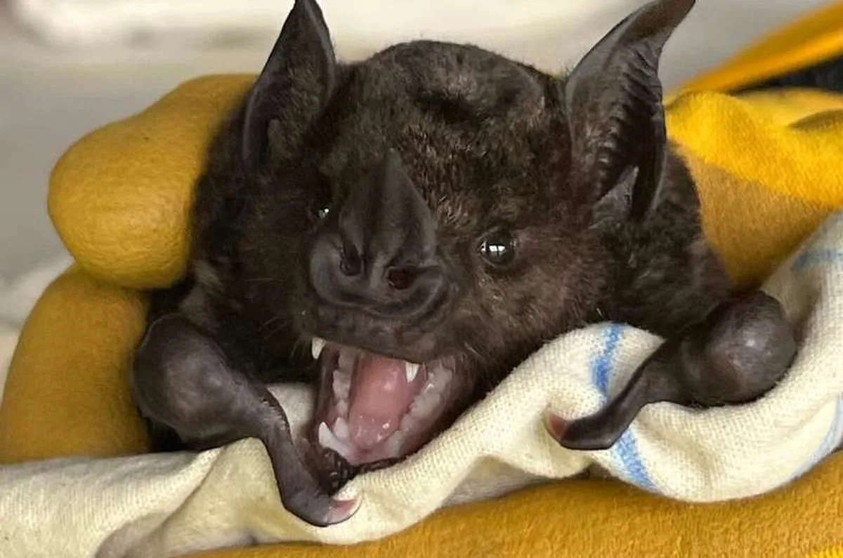 greater spear-nosed bat