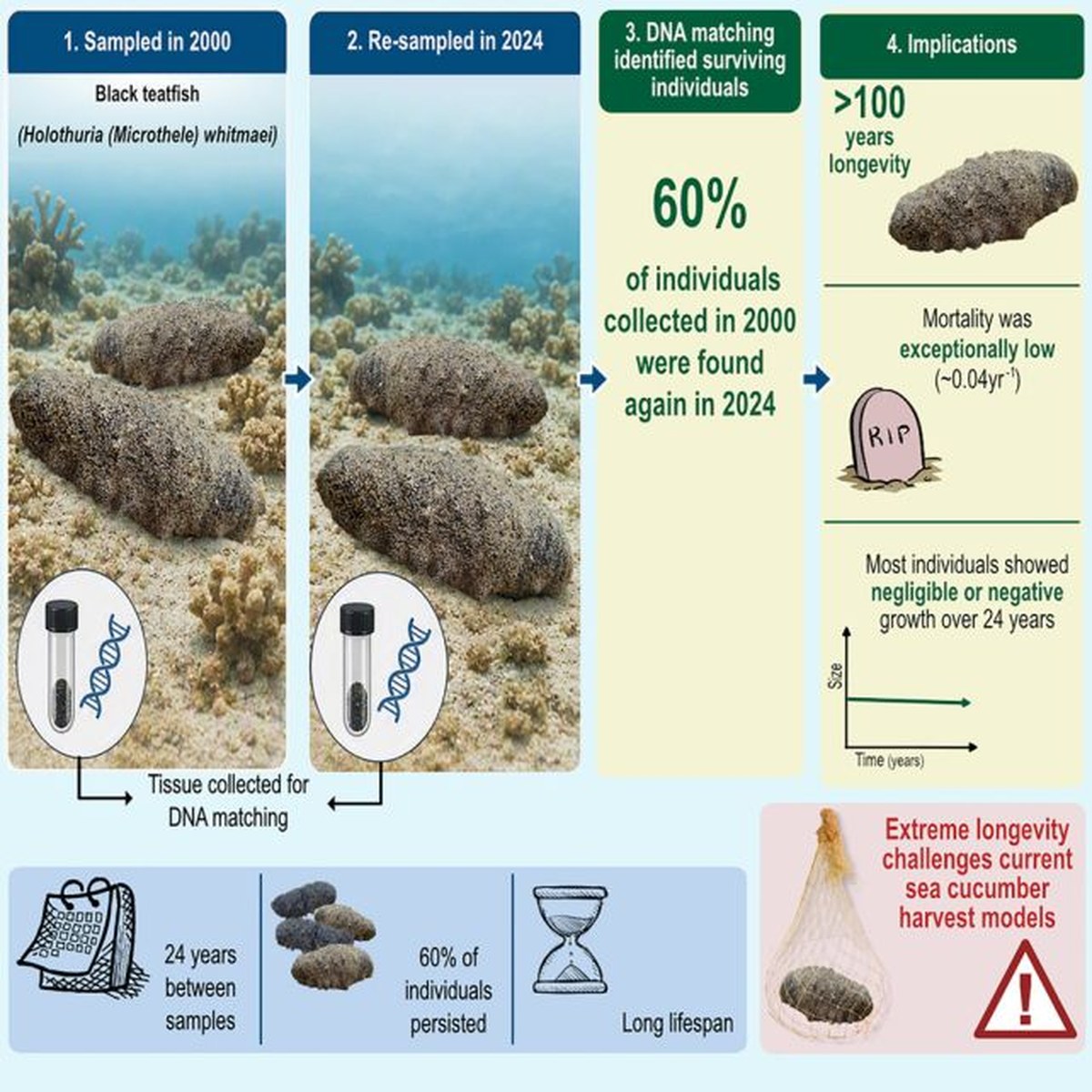 An Unassuming Sea Cucumber Has an Astonishing 120-Year Lifespan