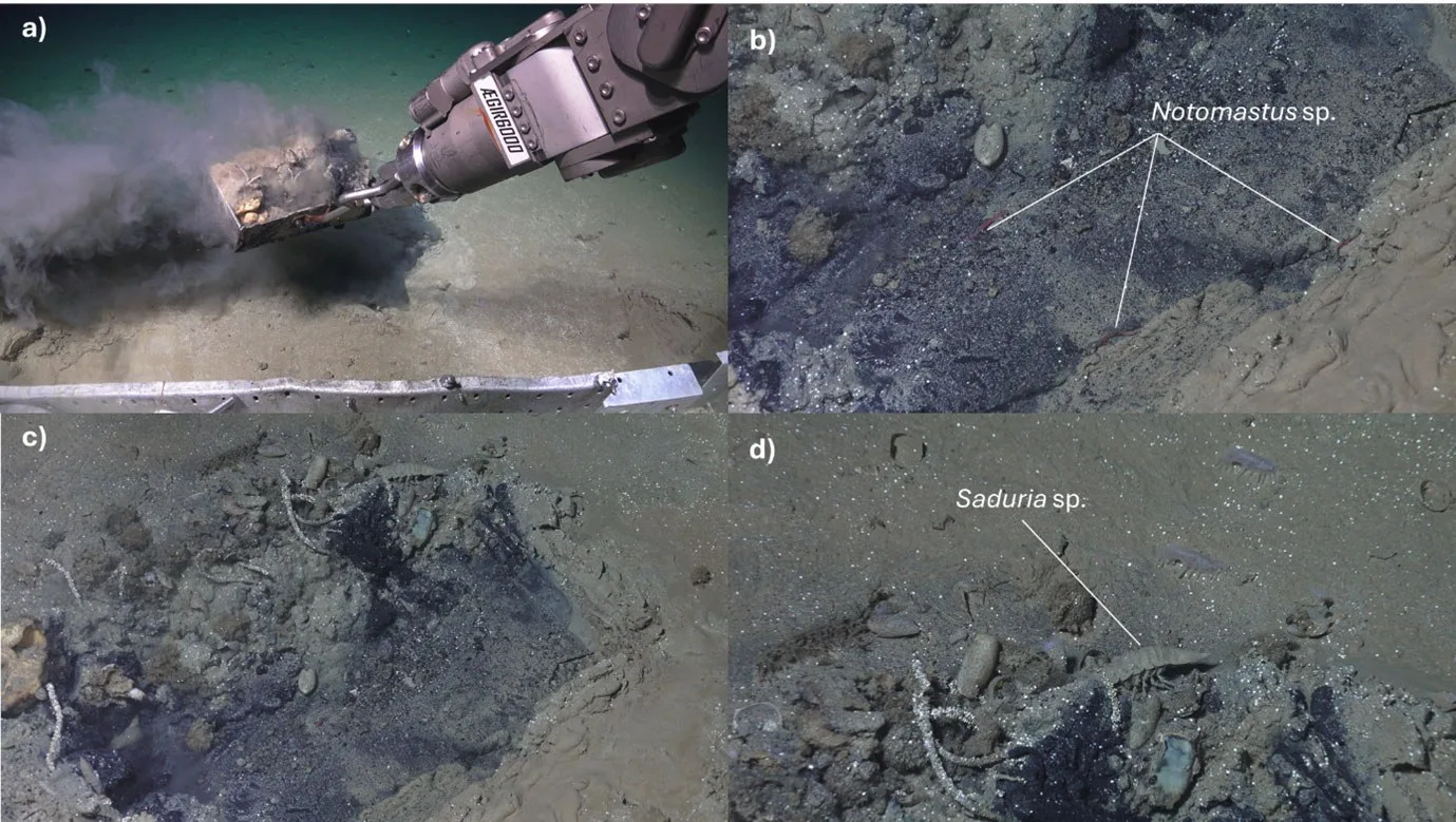 Scientists Investigated a Weird Patch on The Seafloor. It Was a Watery Grave
