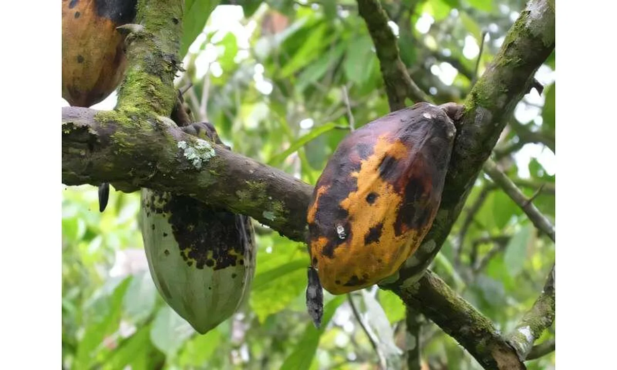 Global chocolate supply threatened by disease, new cacao plant offers solution