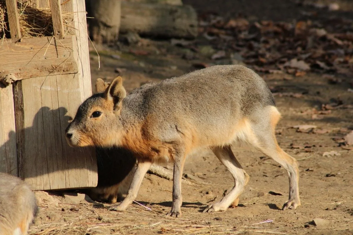 The World's Fastest Rodent Is Related to the Guinea Pig, But Can Run Up to Nearly 28 MPH with 8-Foot Strides