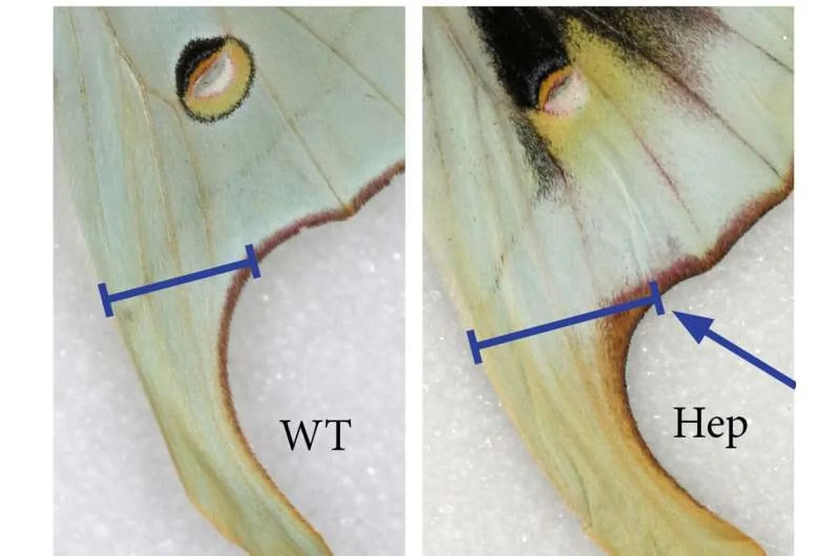 Experimental study on moths supports the molecular cookie cutter idea proposed for butterflies