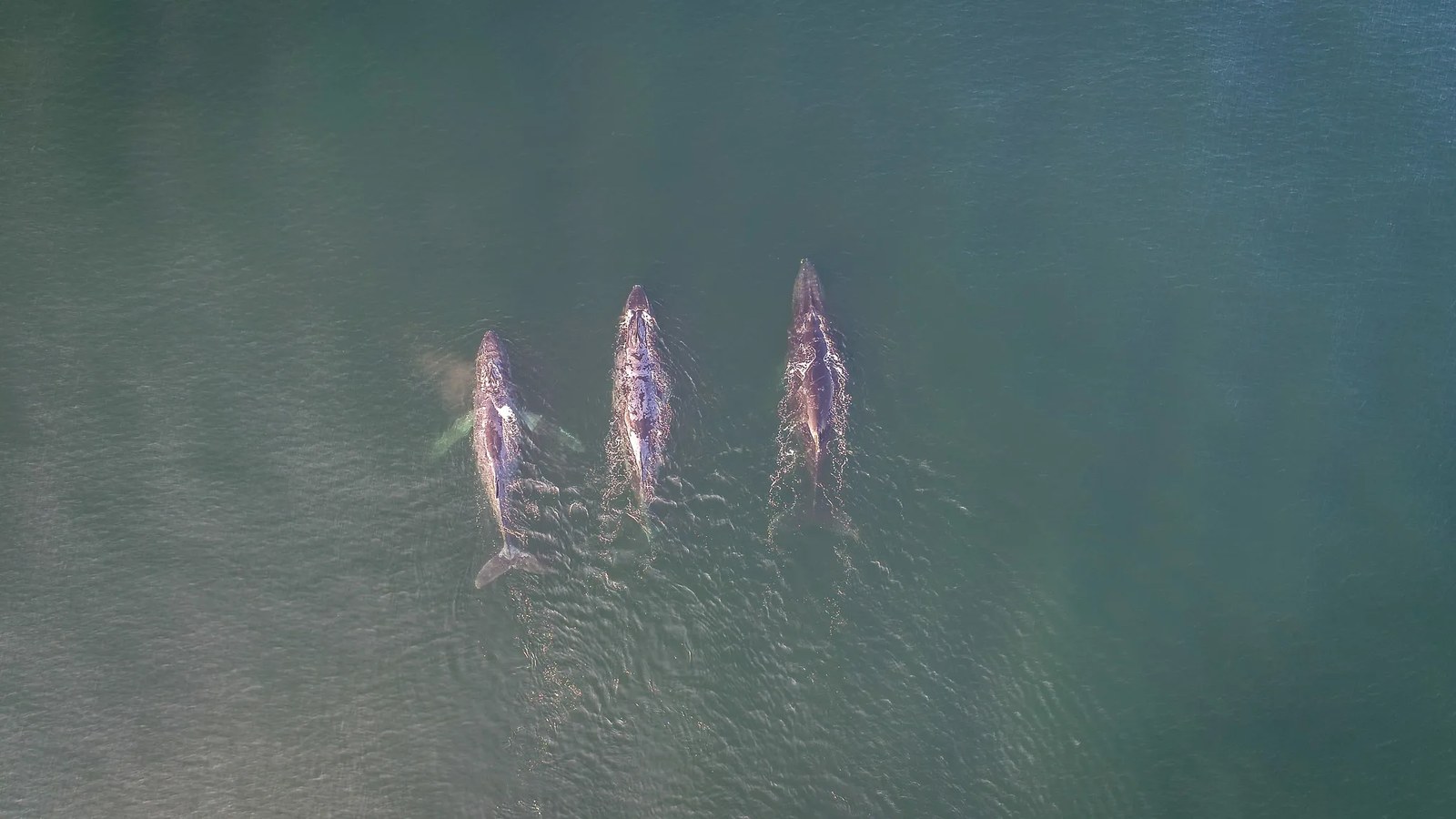 a drone image of three whale swimming