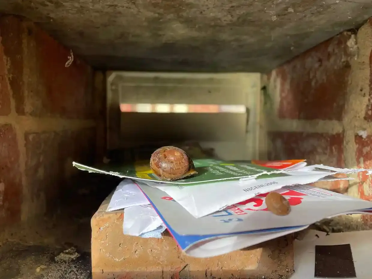 Two snails crawl over envelopes inside a brick mailbox slot.