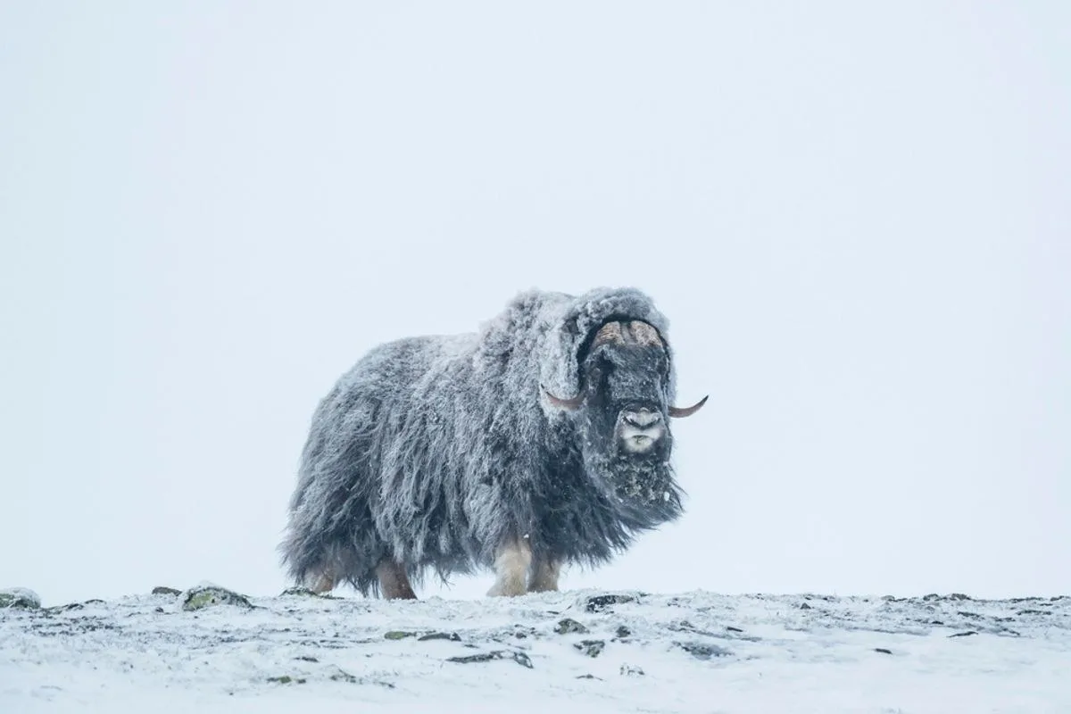 This 800-Pound Ice Age Survivor Lived Among Mammoths, but Now a Bacterium May Be Killing It in the Arctic