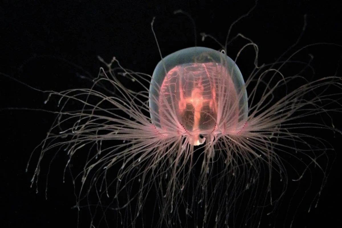 The Immortal Jellyfish Cheats Death by Reverting to a Polyp When Injured or Stressed