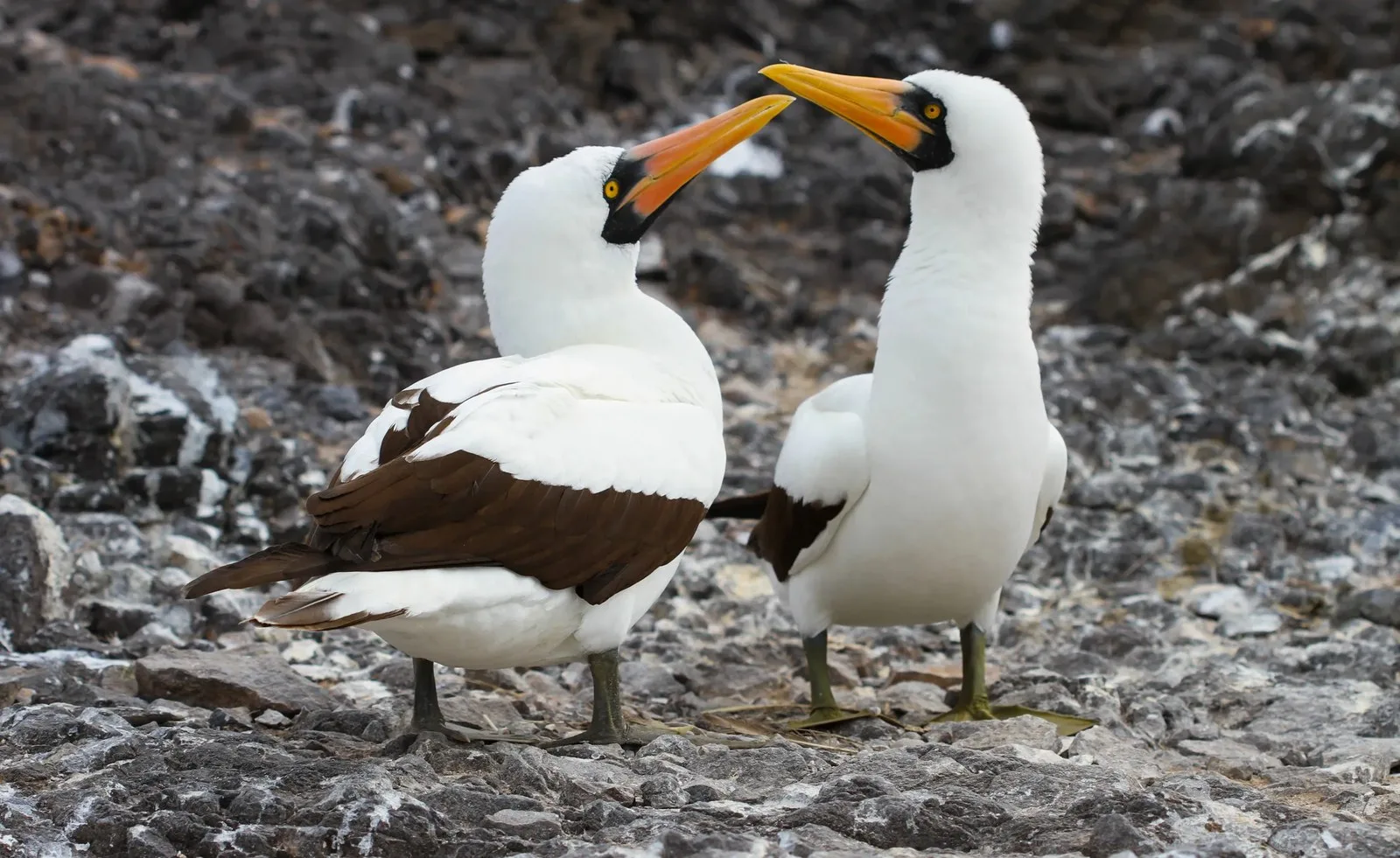 Real-life vampire birds hunt and drink blood in remote Ecuador